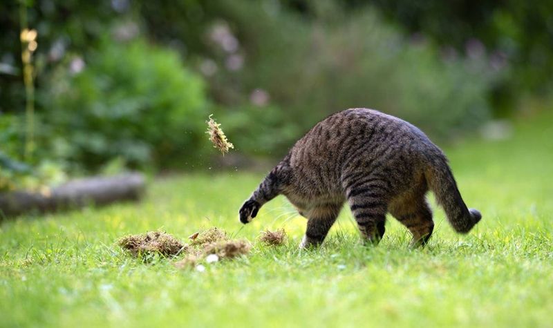 Food Caching Behaviors
