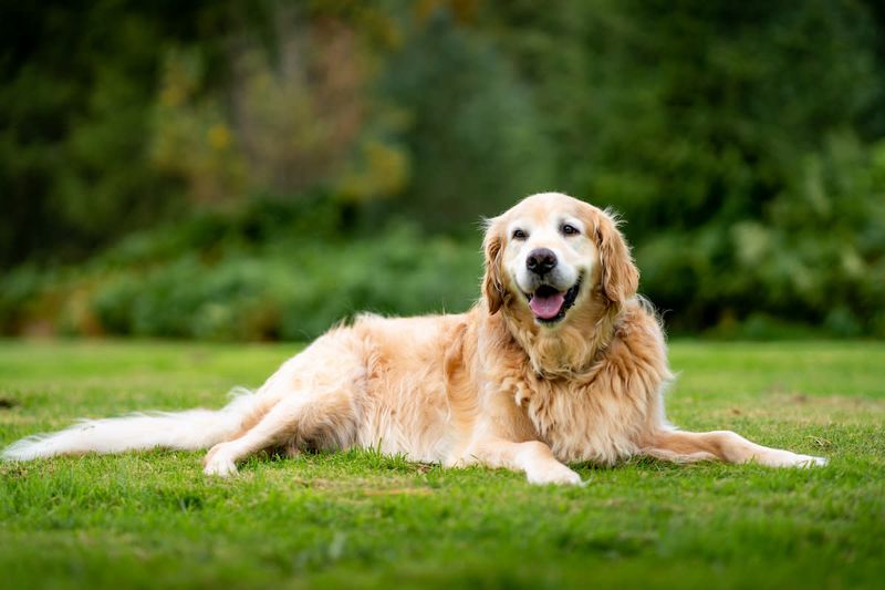 Great Adaptability To Retirement Life