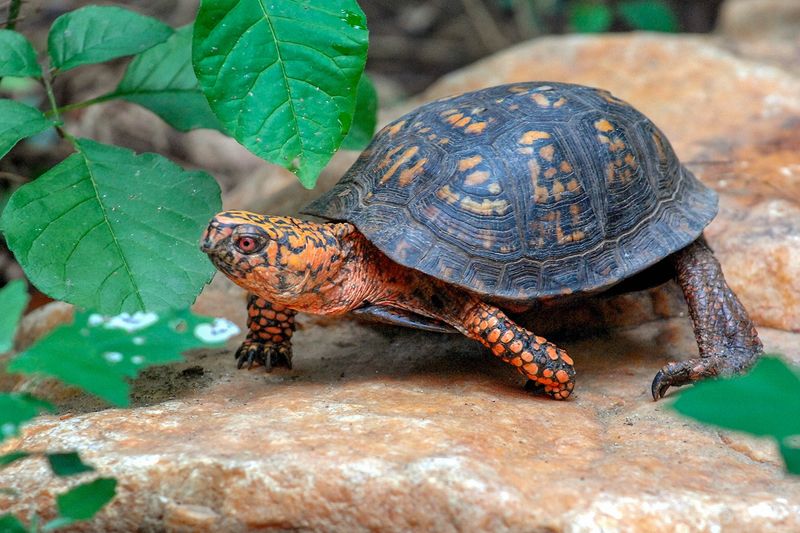 Wandering Box Turtles
