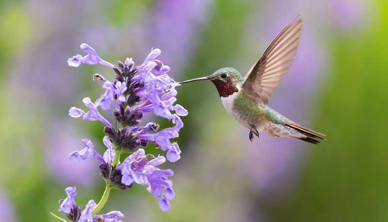 Creating Plant Reproduction Insurance