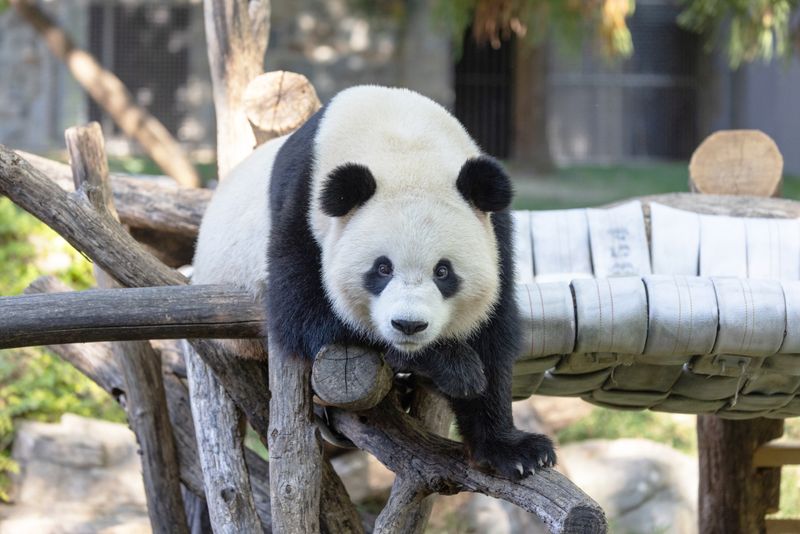 National Zoo's Free Wildlife Experience
