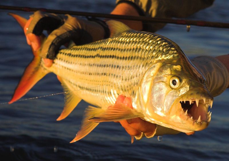Lake Kariba, Zimbabwe/Zambia