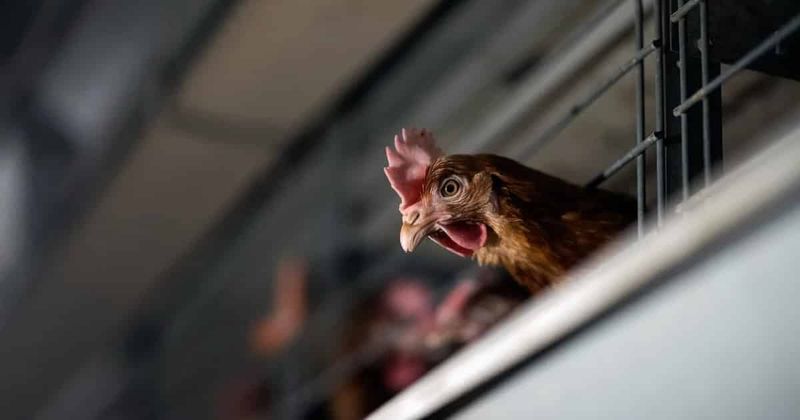 Factory Conditions Shorten Lifespan