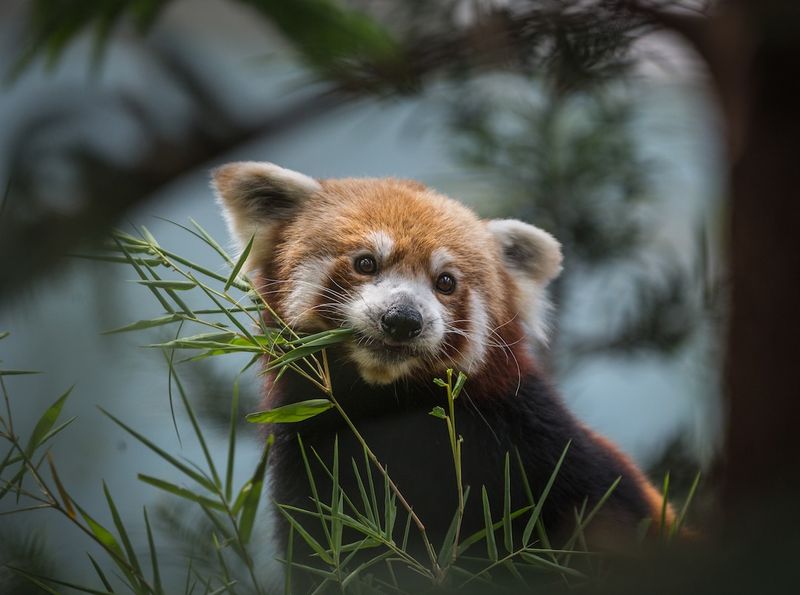 Herbivores That Snack On Meat: A Look At Their Shifting Diets