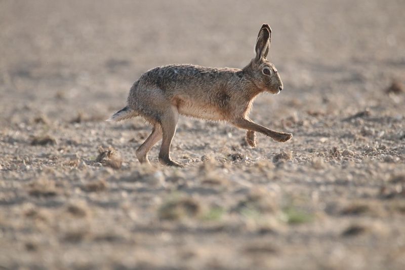 When Herbivores Turn Carnivore: Understanding This Unusual Behavior