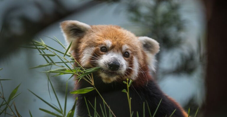 Herbivores Breaking The Rules: Why Some Occasionally Feast On Meat