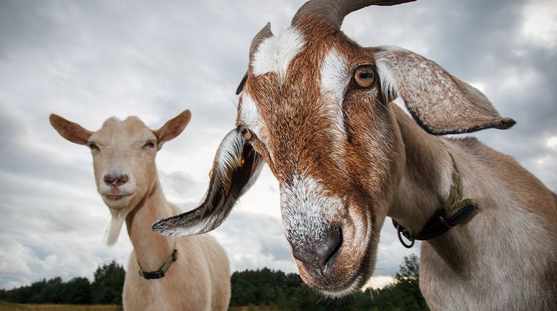Cows, Goats, And Other Herbivores: Occasional Meat Eaters You Didn't Know About