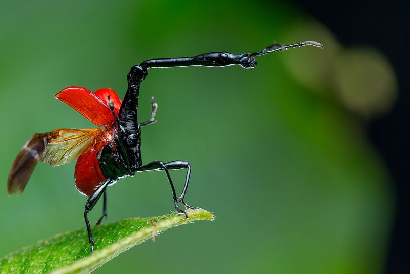Giraffe Weevil