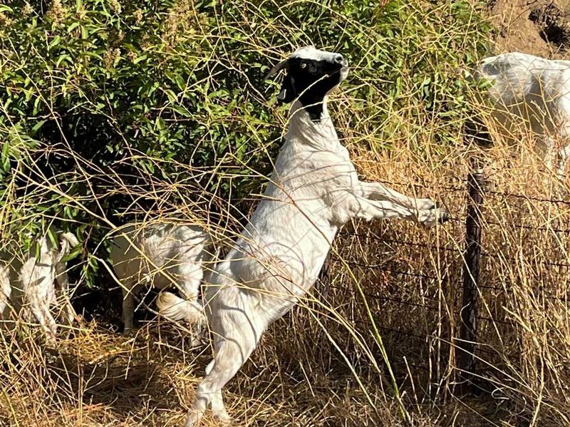 Goats Are Being Used In Cities, Too