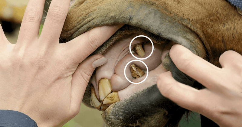 What Exactly Are Wolf Teeth?