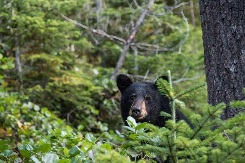Carry Bear Spray As A Precaution In Bear Country