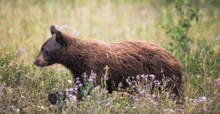 Here's How Hikers Can Avoid Bear Encounters, According To An Expert
