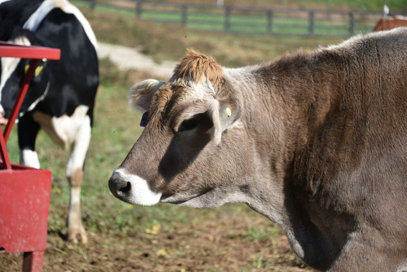Milk Cows: The Matriarchs Of Family Farms