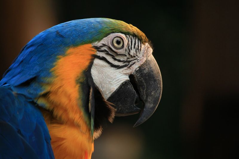 Macaws
