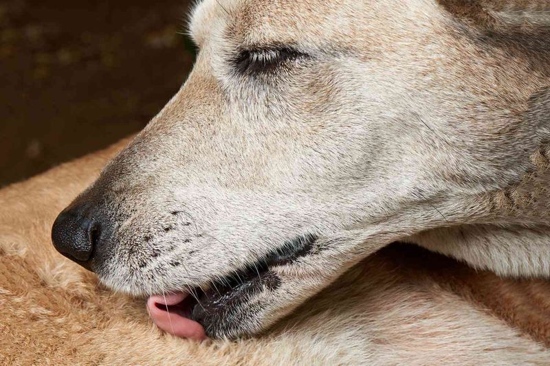 Excessive Grooming Or Licking
