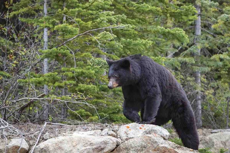 Bruins Above The Trees