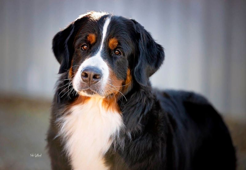 Old Souls Connect With Bernese Mountain Dogs