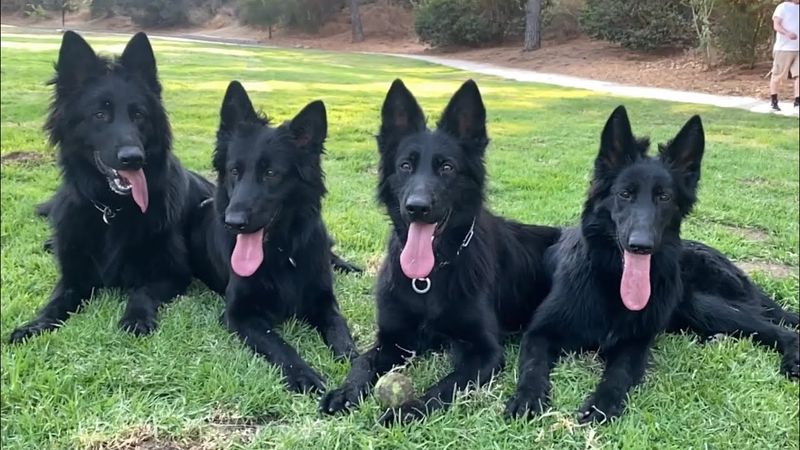 Loyalty And Pack Mentality