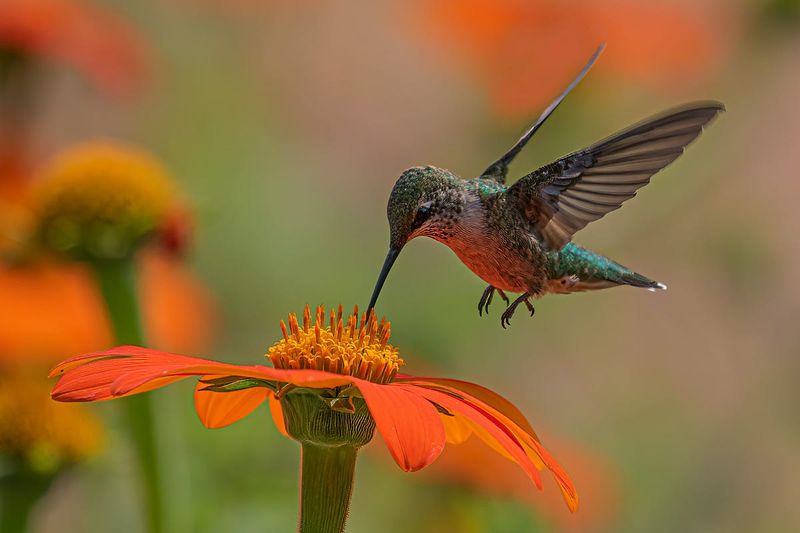 Helping Plants Adapt To Climate Change