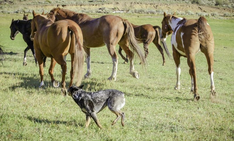Amazing Herding Instincts