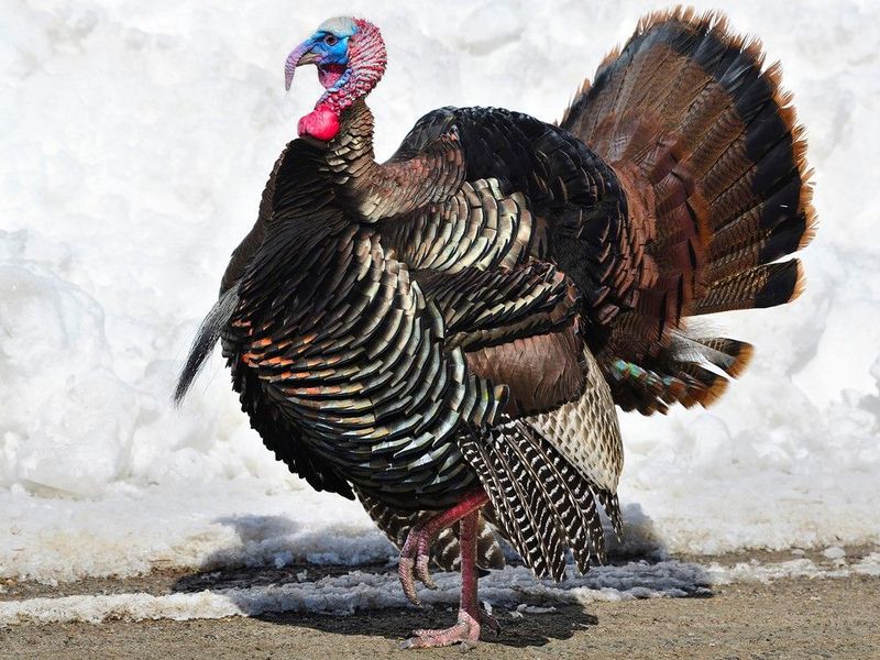Temperamental Turkeys: Wild Varieties