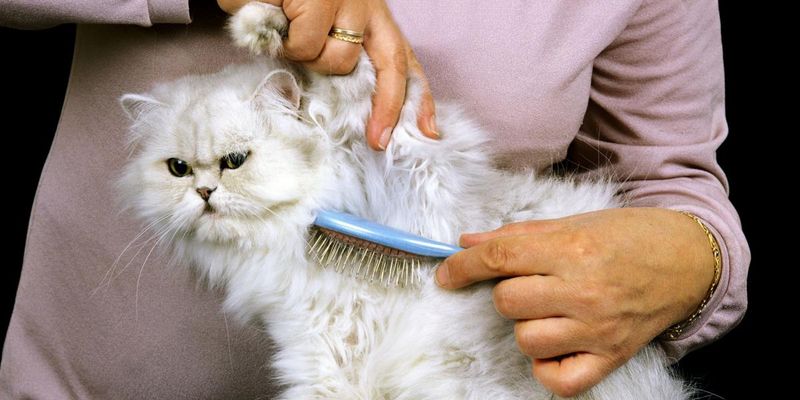 Regular Grooming And Maintenance