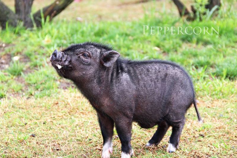 Surprising Space-Takers: Standard Pigs