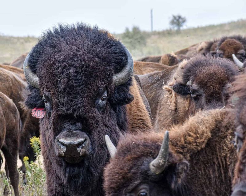Bison's Social Structure