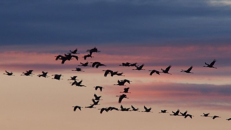 Winter Warming Hits Birds Especially Hard