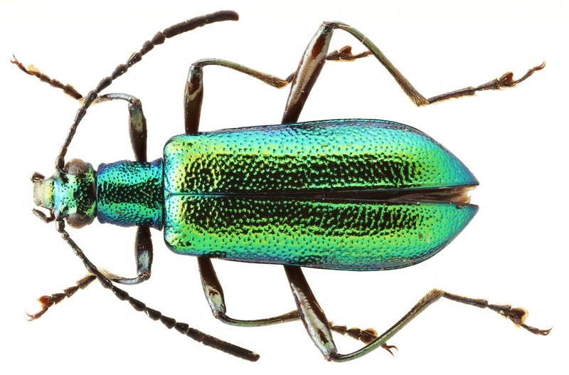 Desert Flowering Beetle