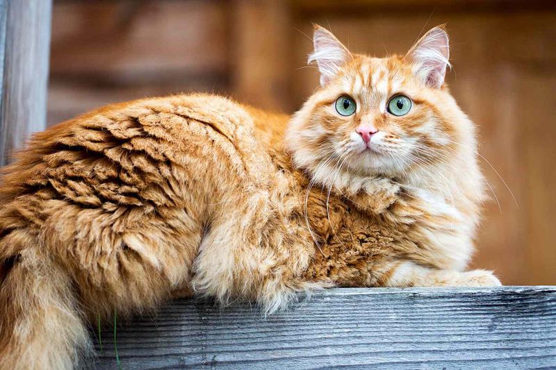 Siberian Stronghold: Siberian Cat