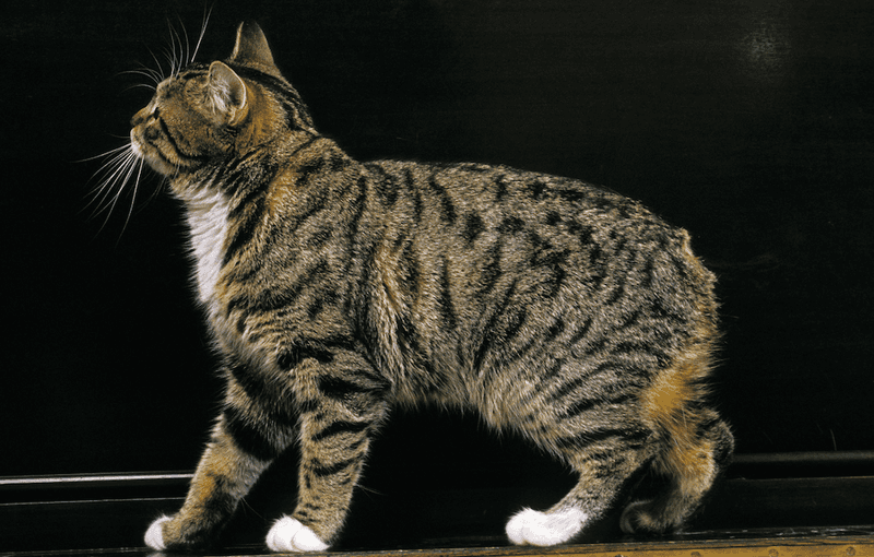 Manx