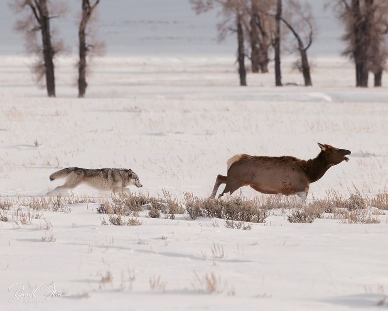 Remarkable Physical Endurance