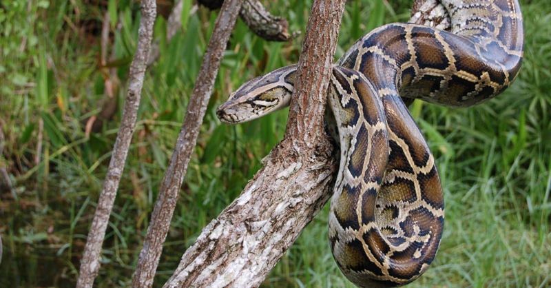 Burmese Pythons Have Few Natural Predators