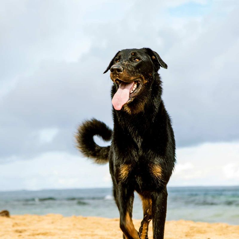 The Beauceron's Unique Tail