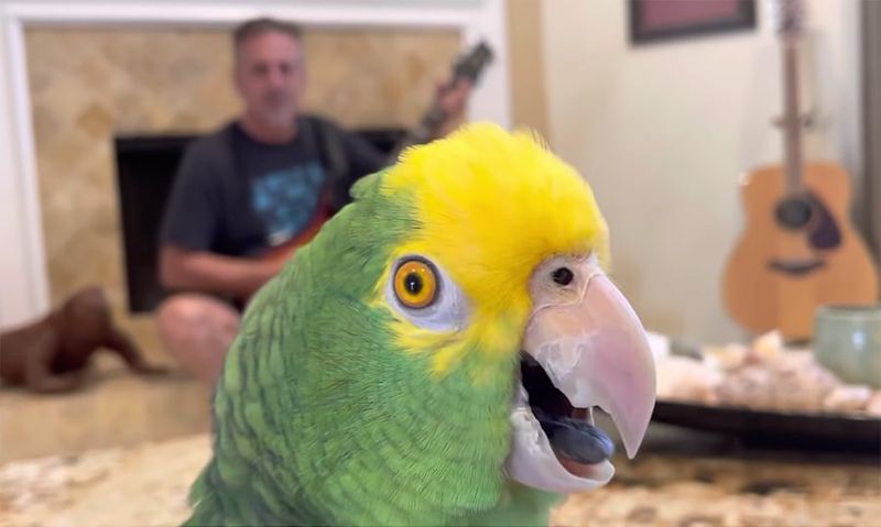 Double Yellow-Headed Amazon – The Singing Sensation
