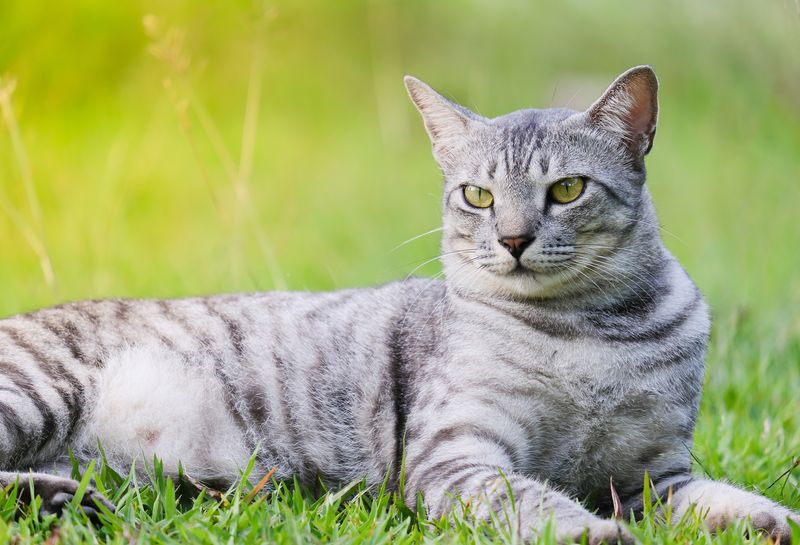 Egyptian Mau – Cleopatra