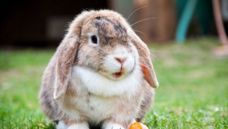 Holland Lop Rabbit