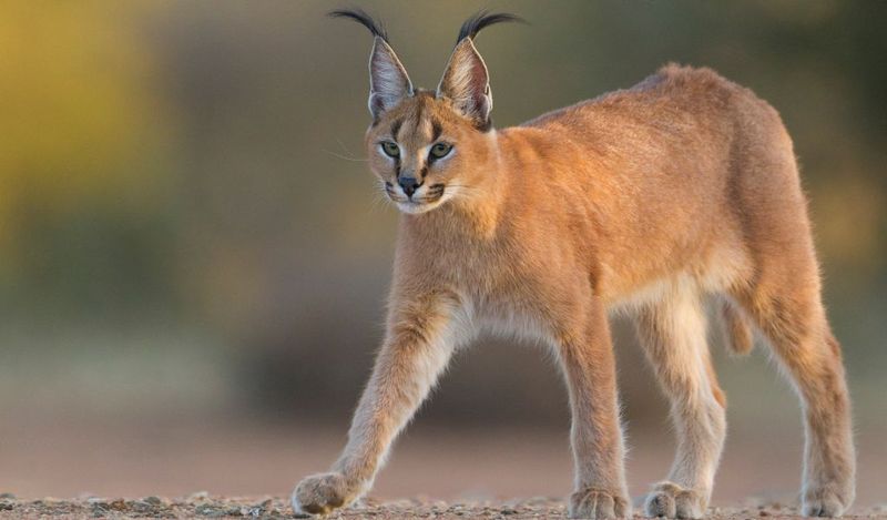 Delta Daredevils: Caracals