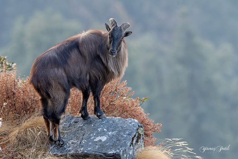 Himalayan Tahr