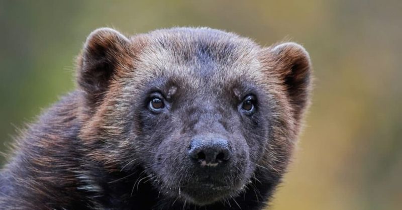 Wolverine
