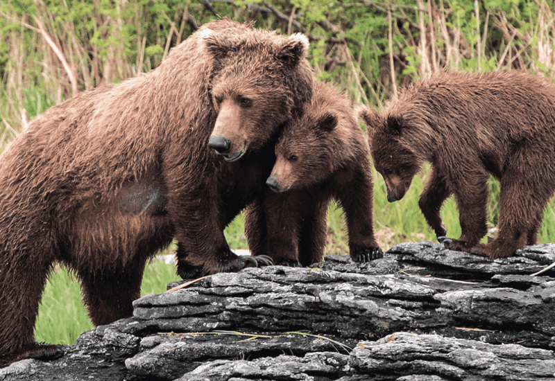 Grizzly's Protective Fury