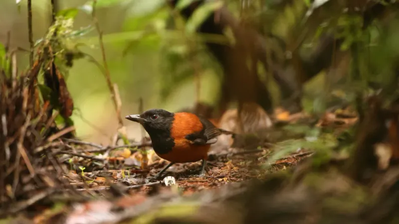Hooded Pitohui