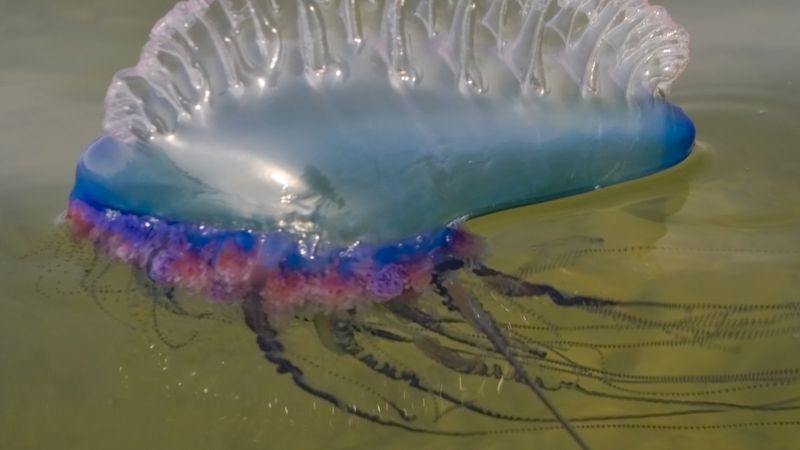 Portuguese Man O' War: Floating Rainbow Of Pain