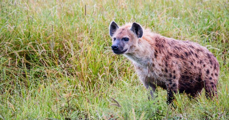 Hyena