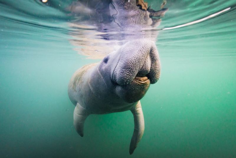 Manatees