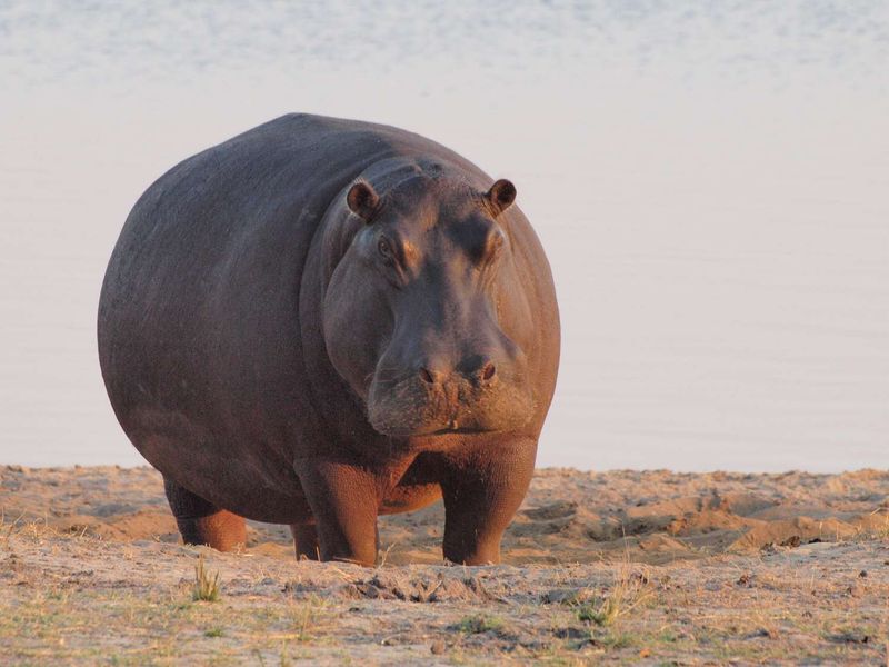 The Energy Demands Of A Hippo's Diet