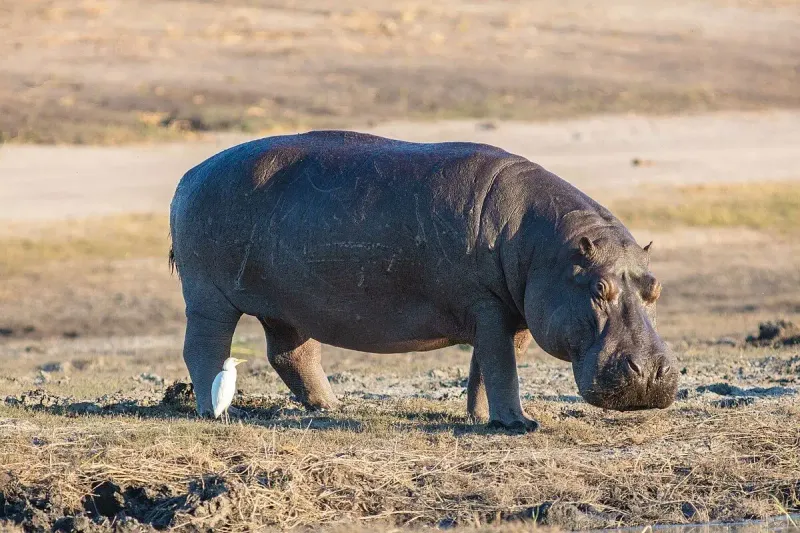 Hippos' Territorial Feeding Behavior