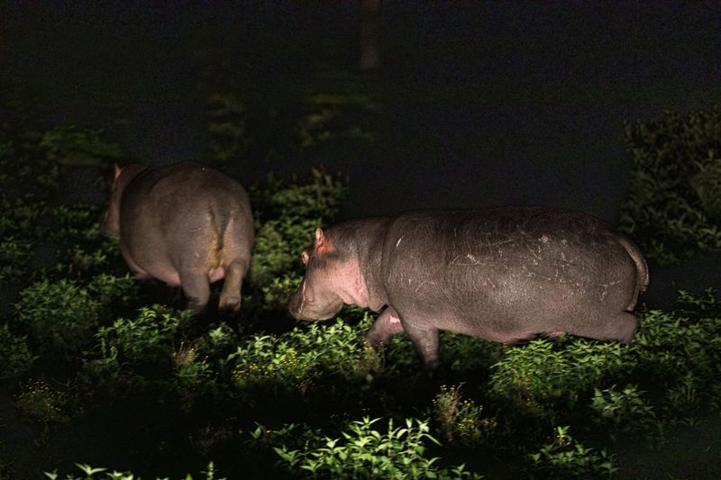 How Hippos Graze At Night