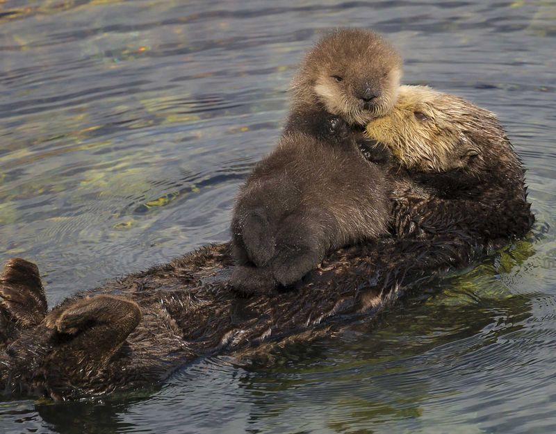 Harbor Seals Raising Sea Otter Pups